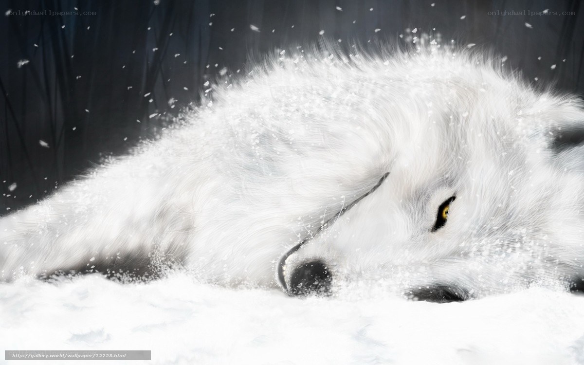 white wolf in snow