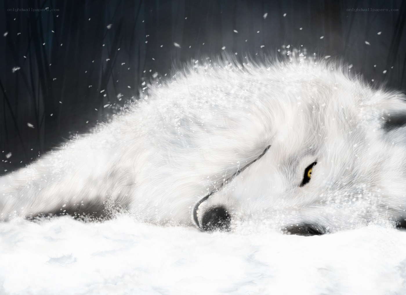 white wolf in snowstorm