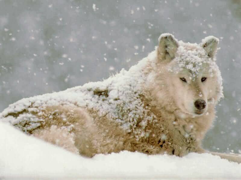 white wolf in snowstorm