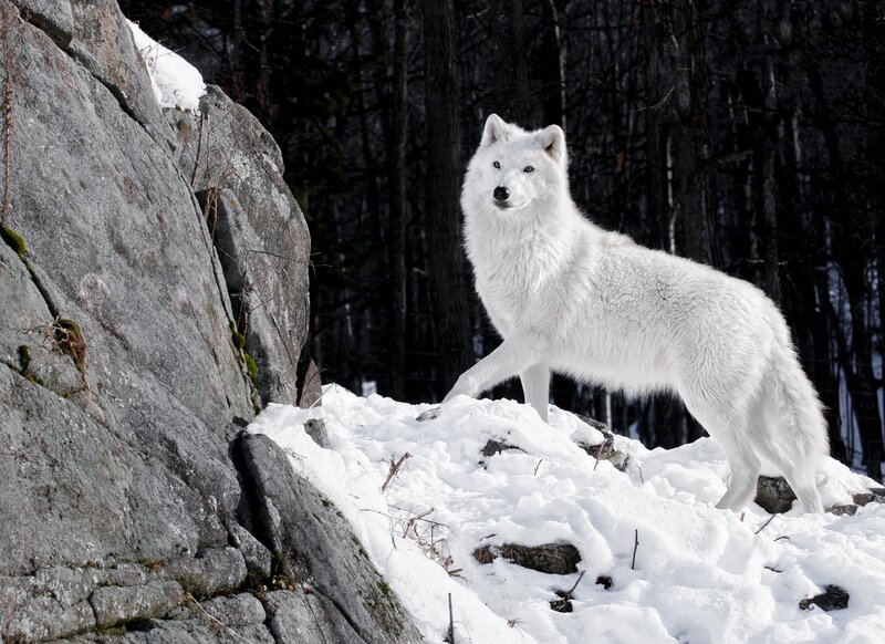white wolf in snowy forest