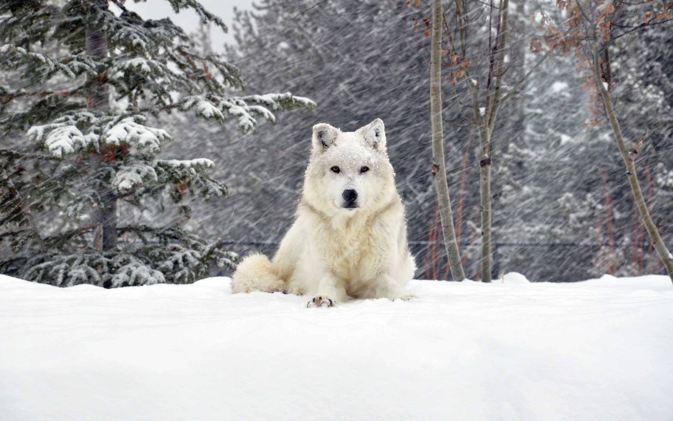 white wolf in snowy forest