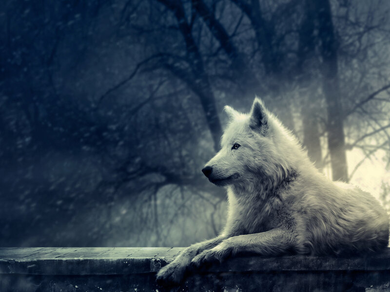white wolf in snowy forest