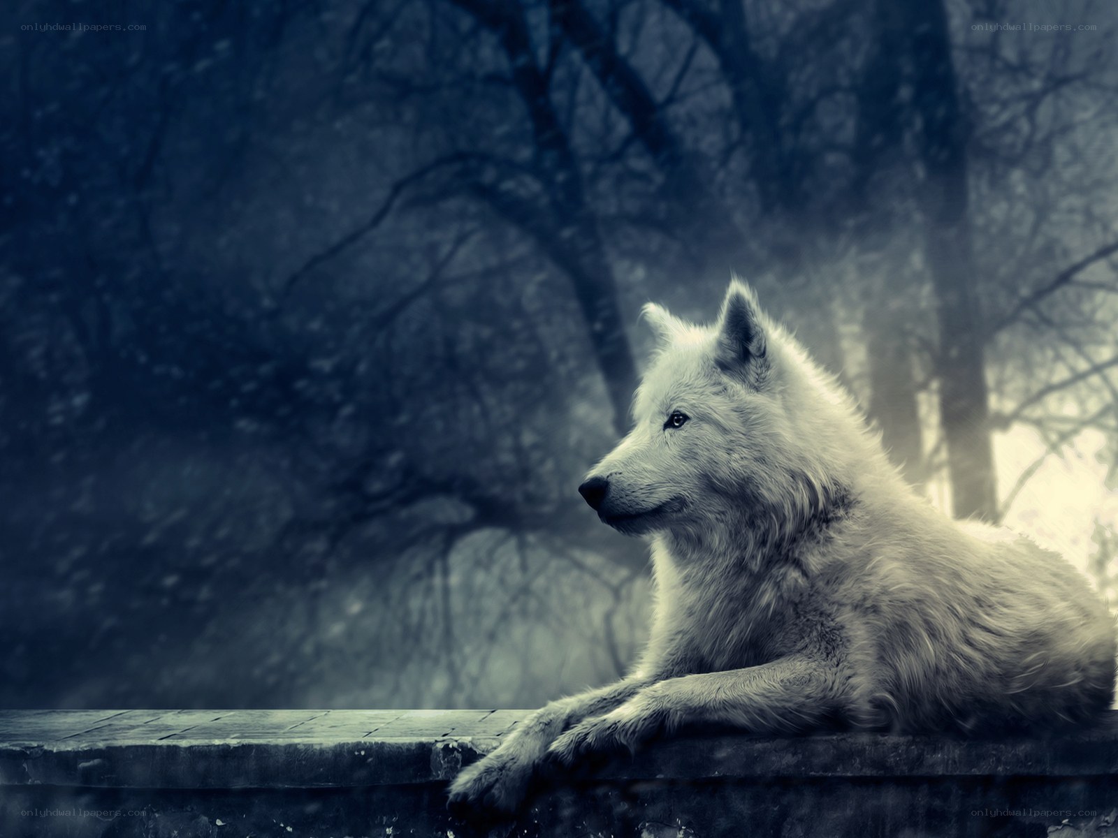 white wolf in snowy forest