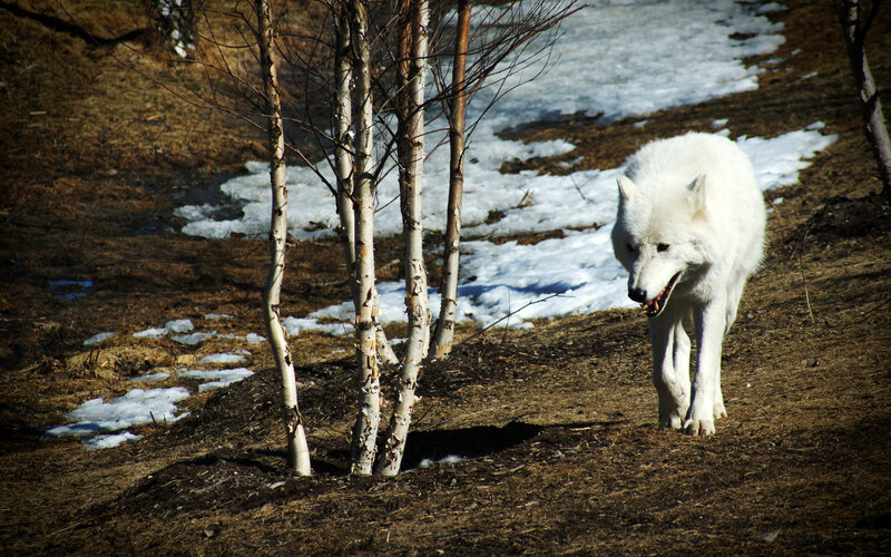 White wolf in snowy forest