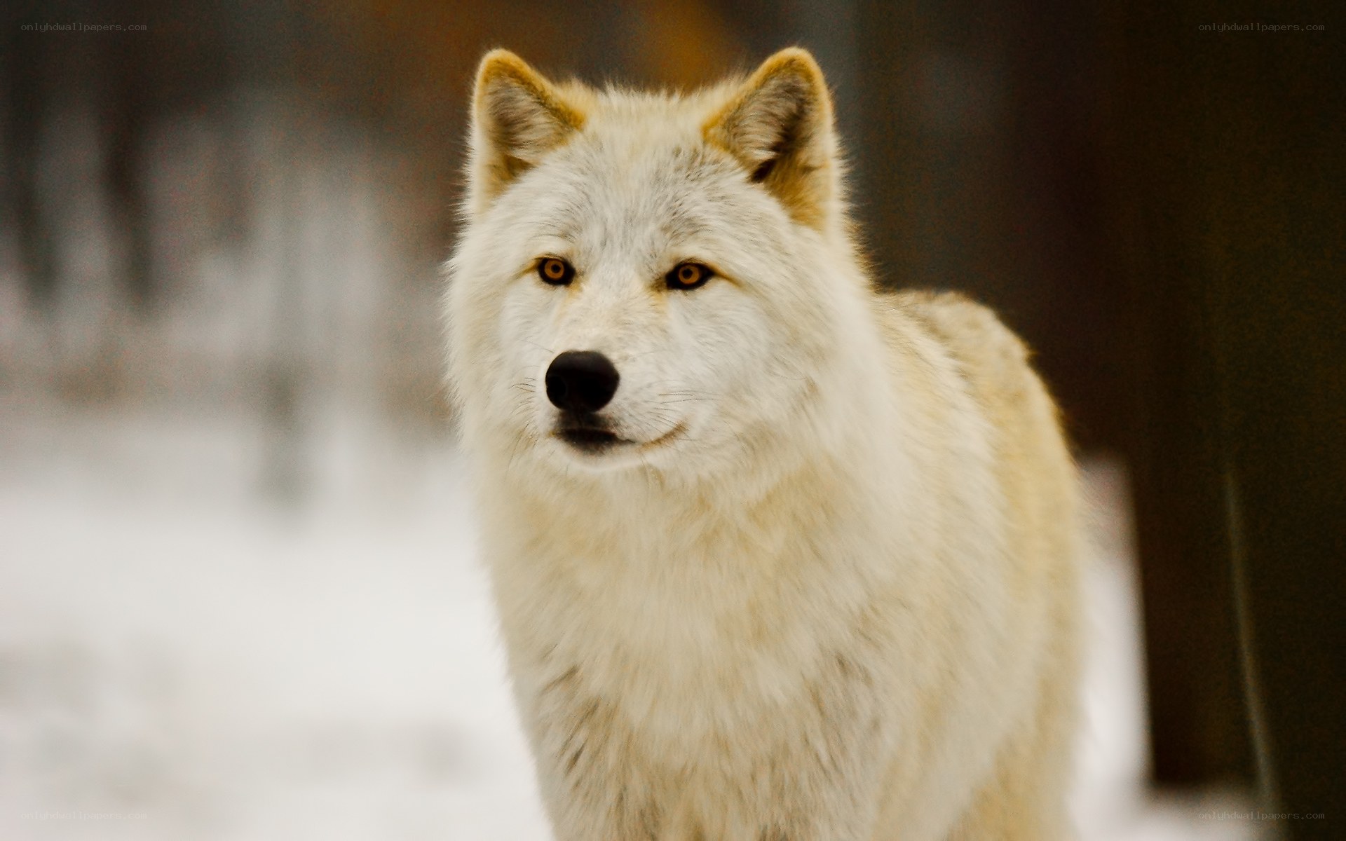 white wolf in snowy forest