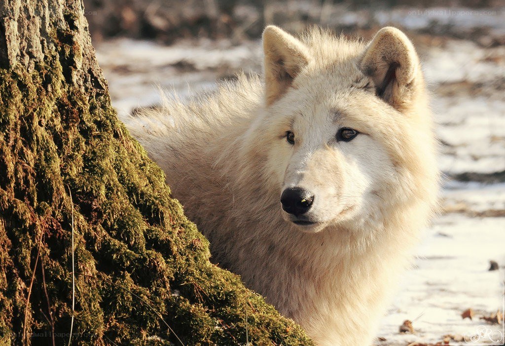 White wolf in snowy forest
