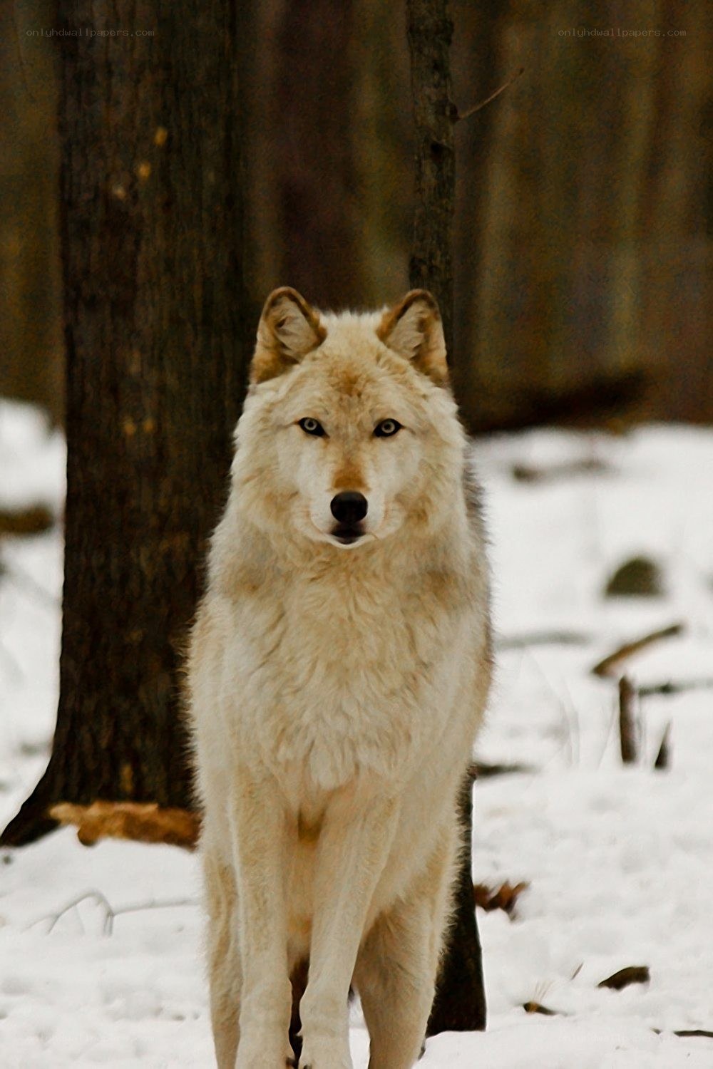 White wolf in snowy forest