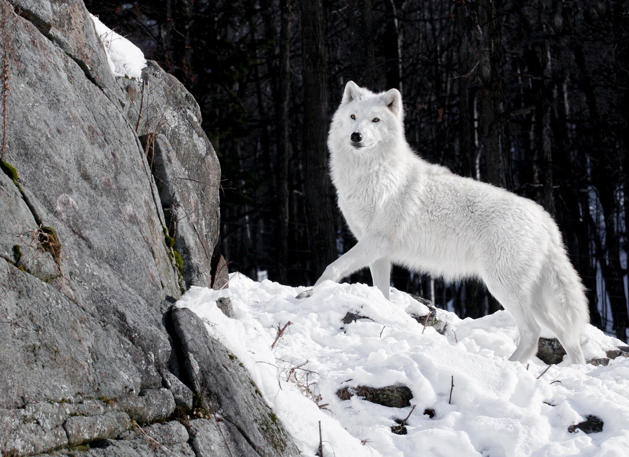 White wolf in snowy forest