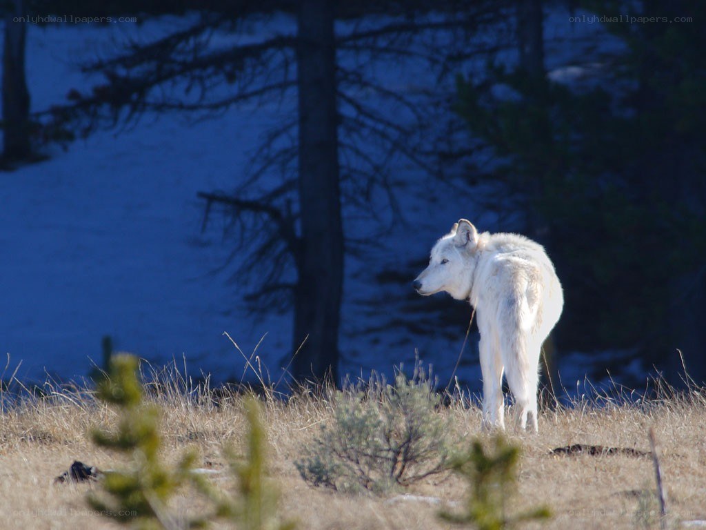 white wolf in snowy landscape