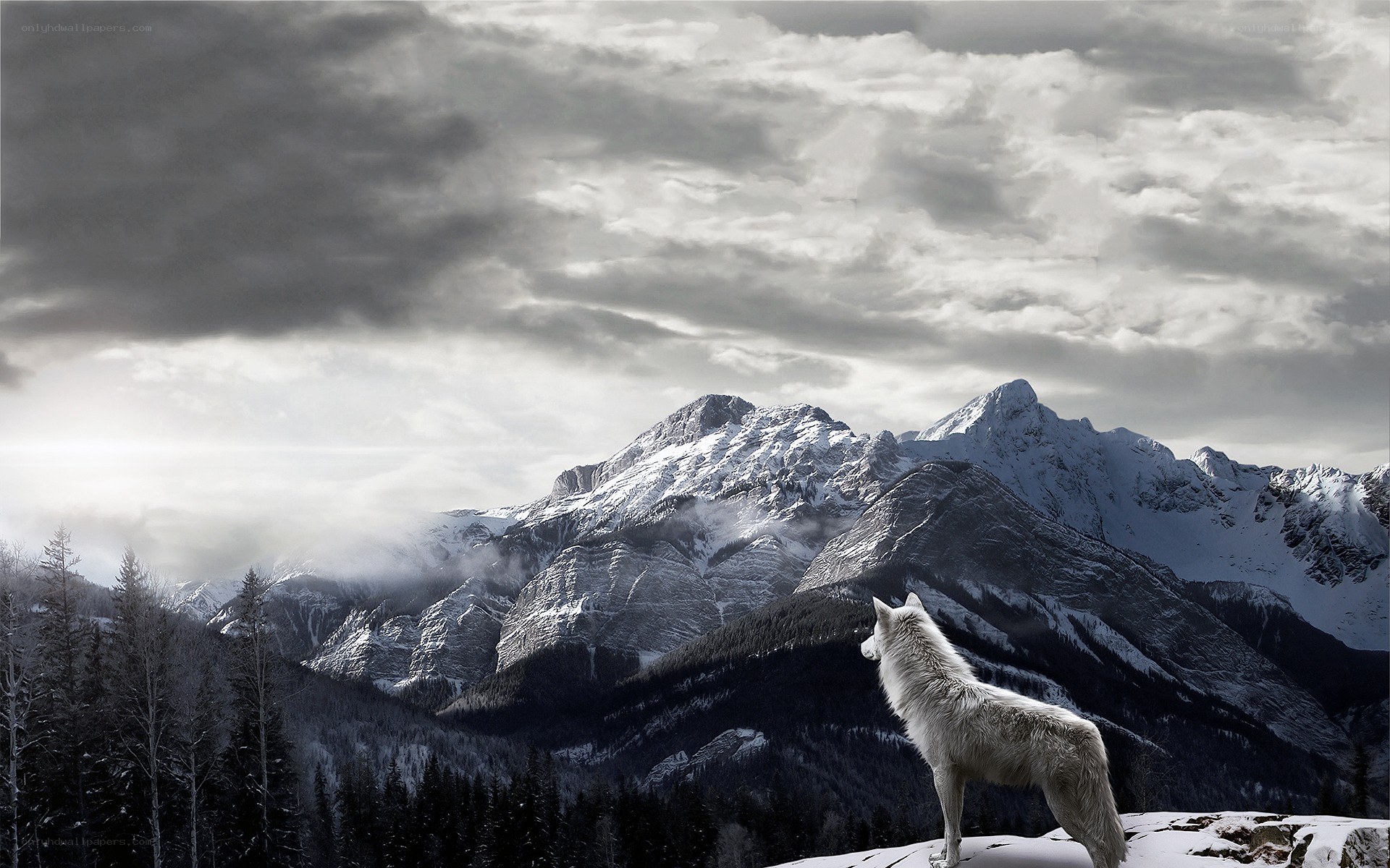 white wolf in snowy mountains