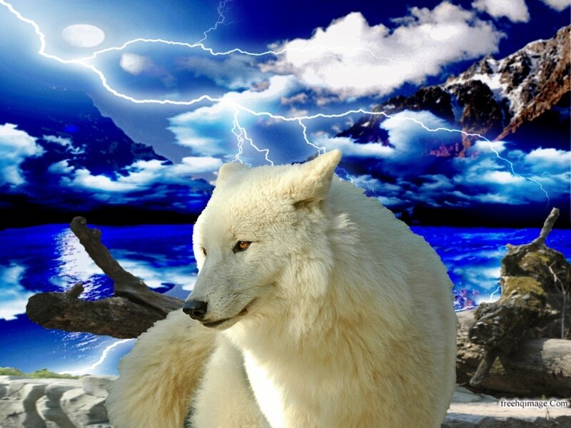 White Wolf in Storm — Blue