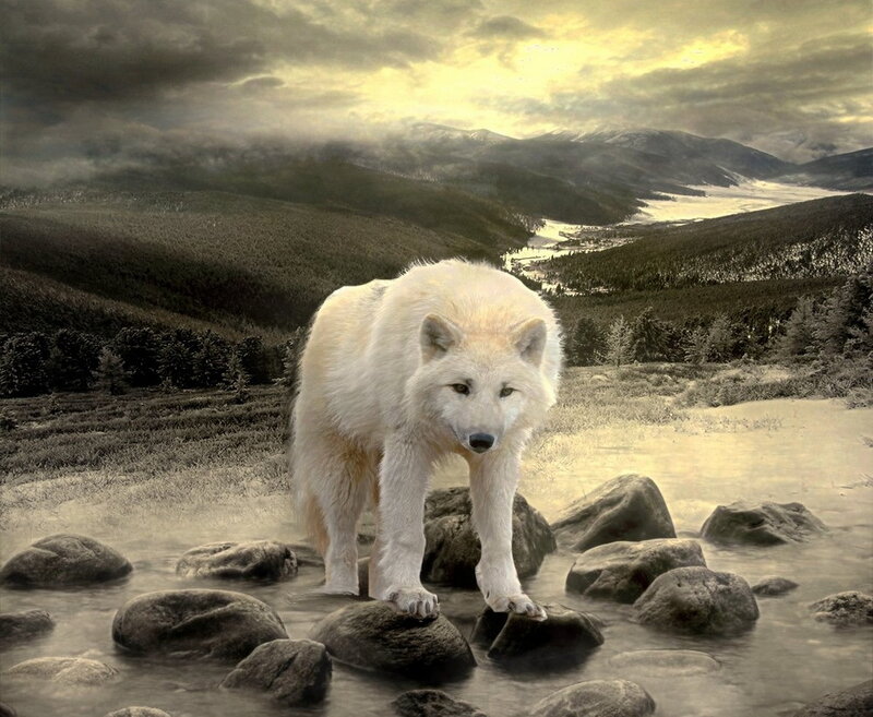 White Wolf in Stream