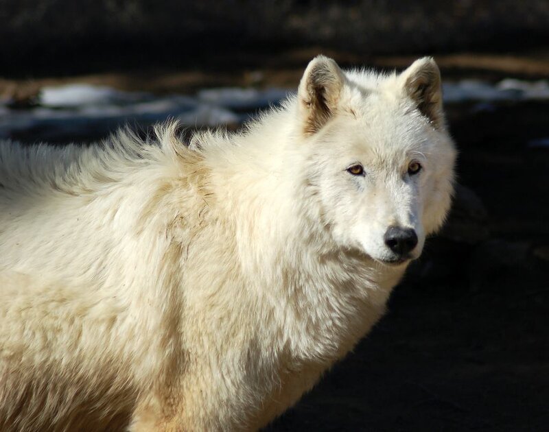 White Wolf in Sunlight — Alert