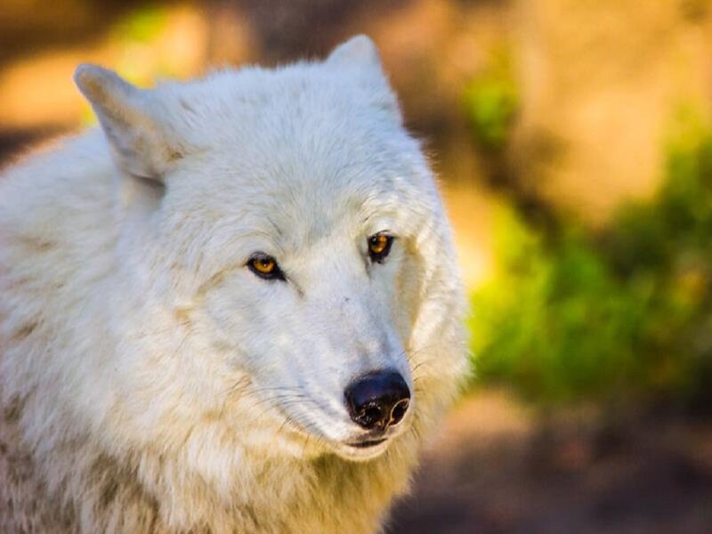White Wolf in Sunlight — Calm