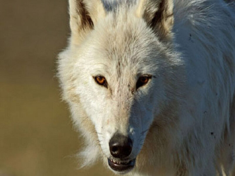 White Wolf in Sunlight — Intense