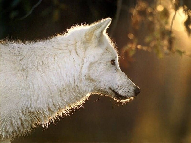 white wolf in sunlight