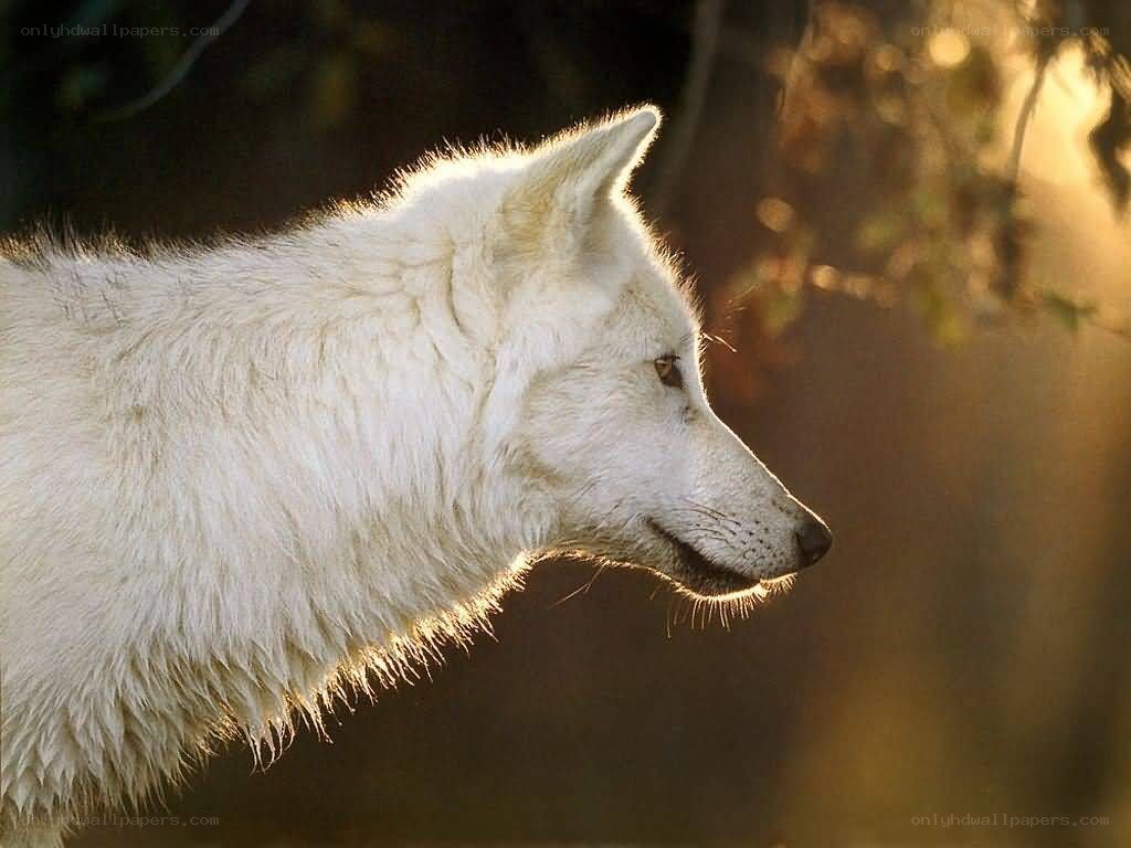 white wolf in sunlight