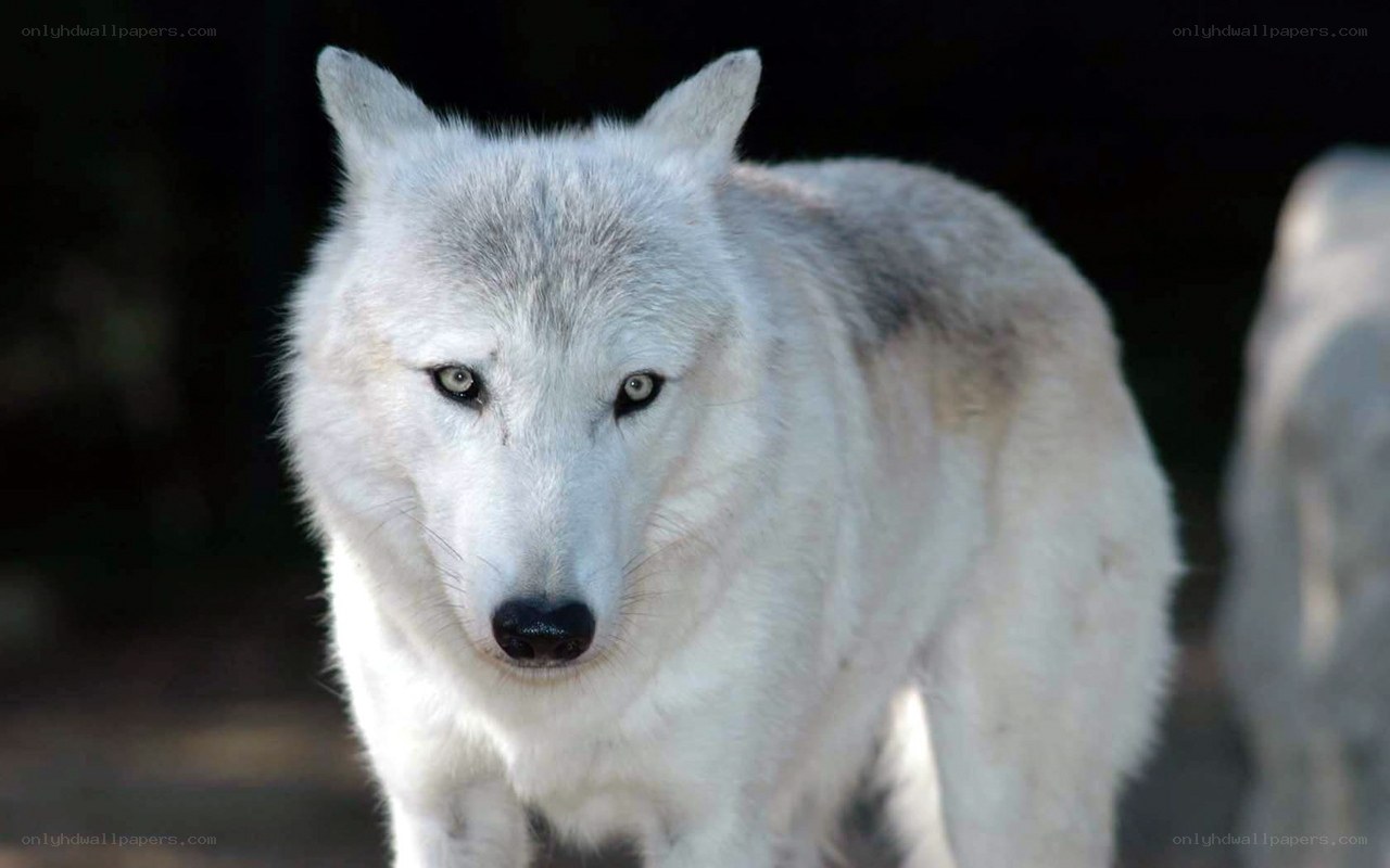 white wolf in the wild