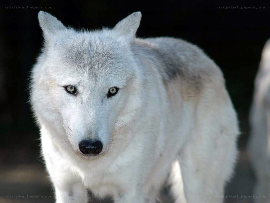 white wolf in the wild