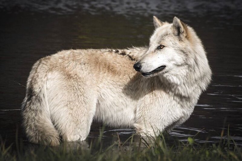 White Wolf in Water — Alert