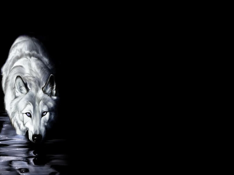 White Wolf in Water — Black
