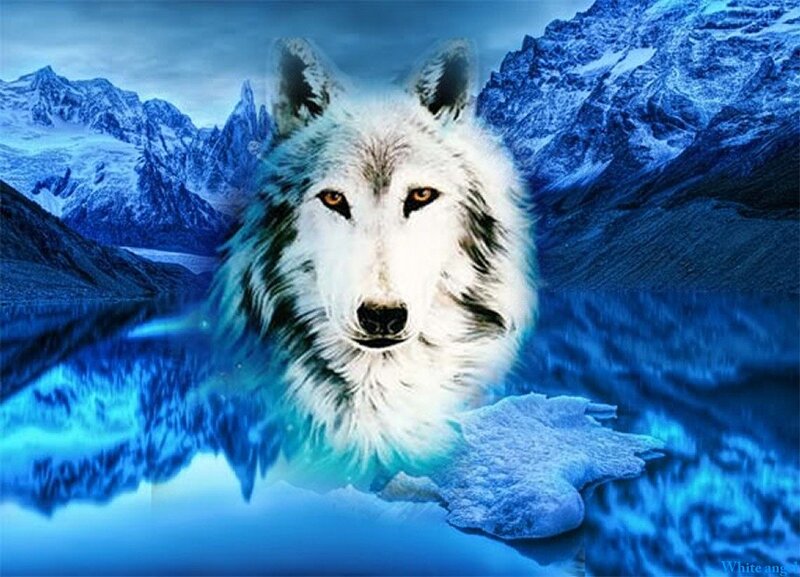 White Wolf in Water — Blue
