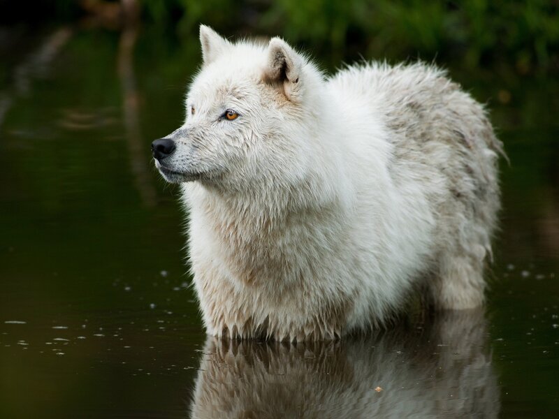 White Wolf in Water — Calm, Photograph