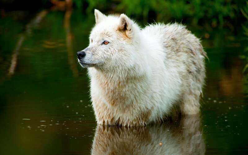 White Wolf in Water — Calm