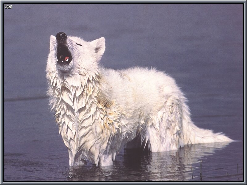 White Wolf in Water — Dramatic