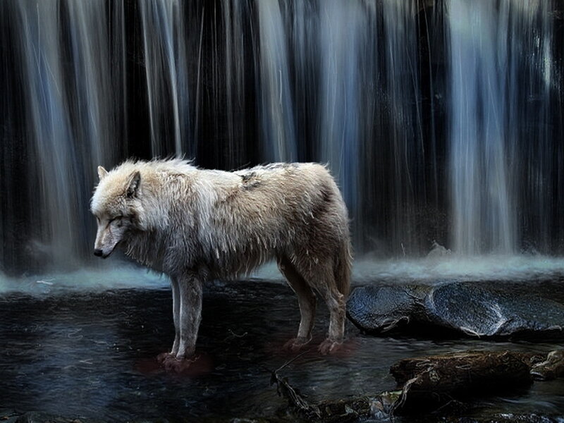 White Wolf in Water — Gray