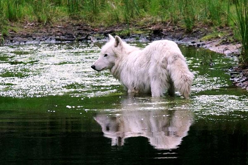 White Wolf in Water — Serene