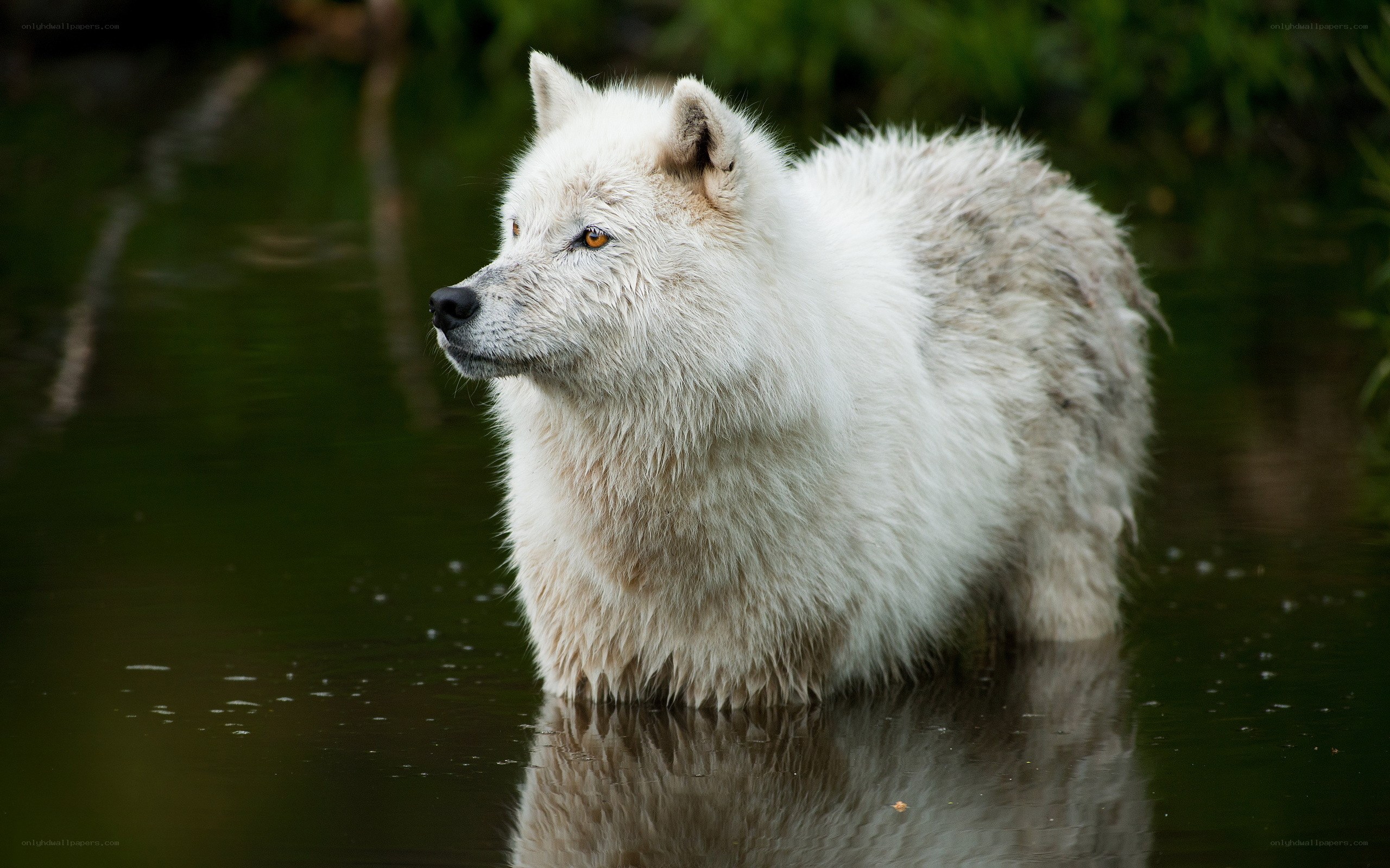 white wolf in water