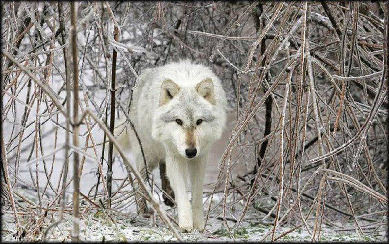 White Wolf in Winter — Alert