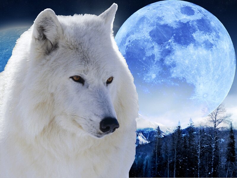 White Wolf in Winter — Blue
