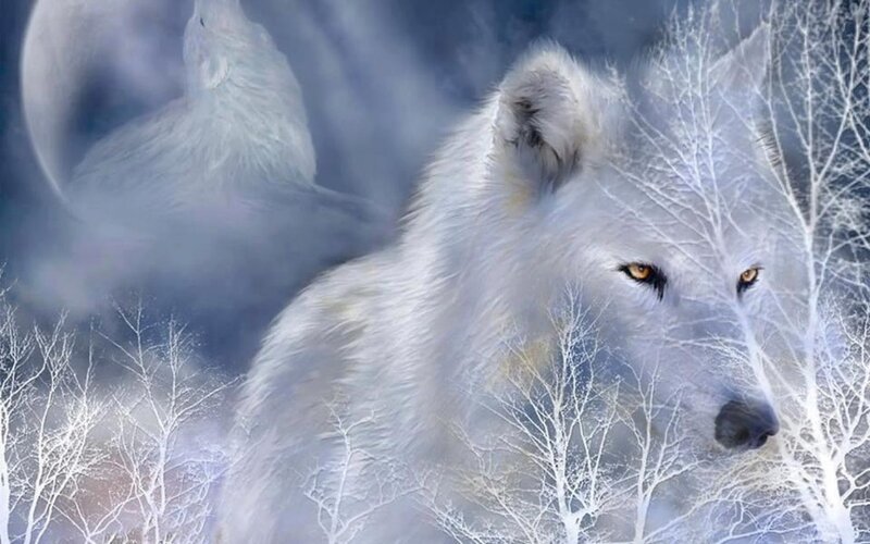 White Wolf in Winter — Mystical