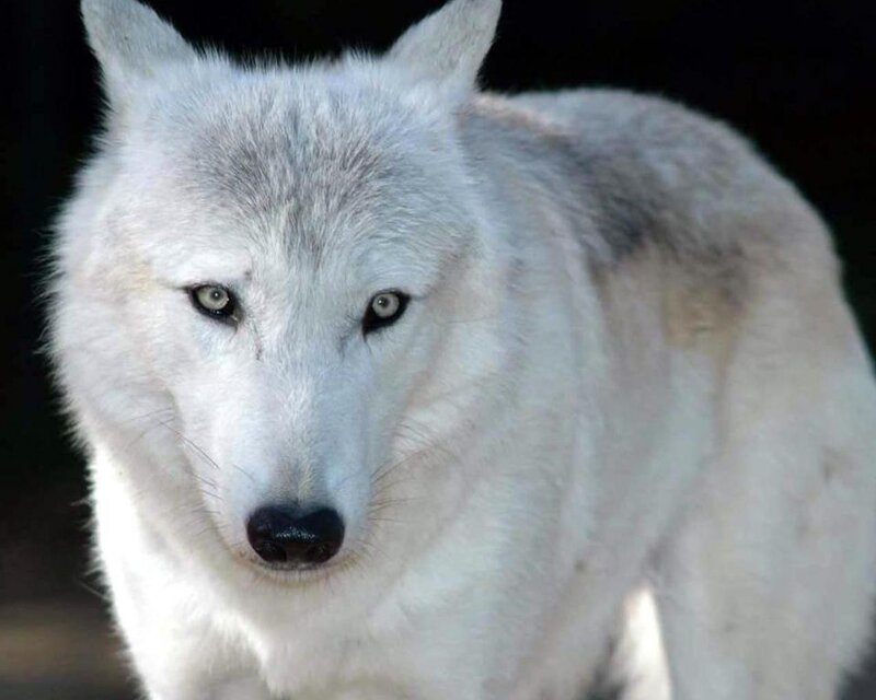 White Wolf — Intense, Photograph, Black Background