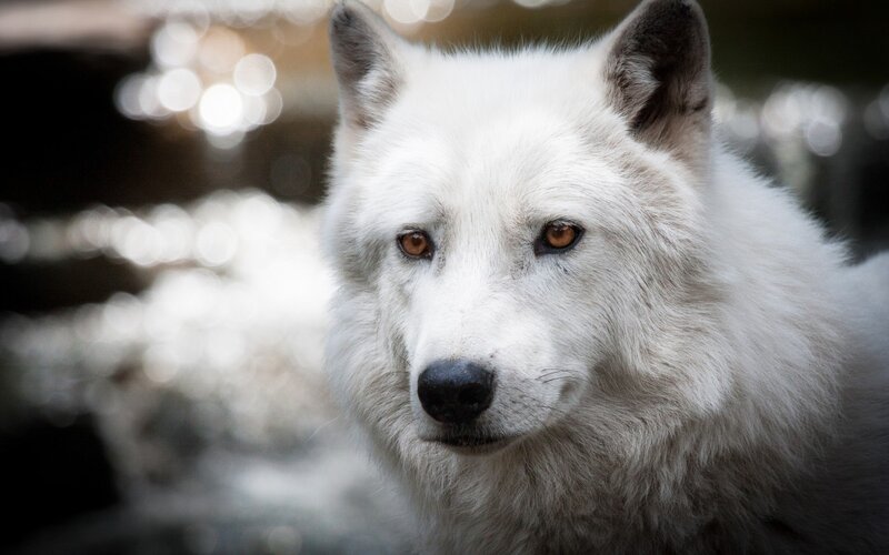 White Wolf — Intense, Photograph