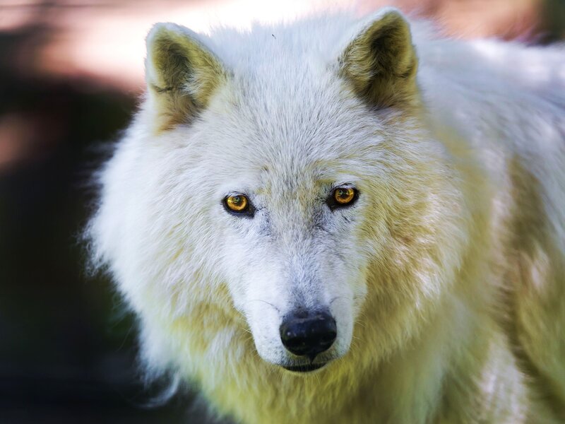 White Wolf — Intense