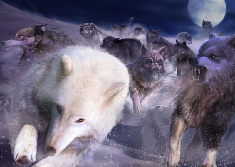 White Wolf Leading Pack
