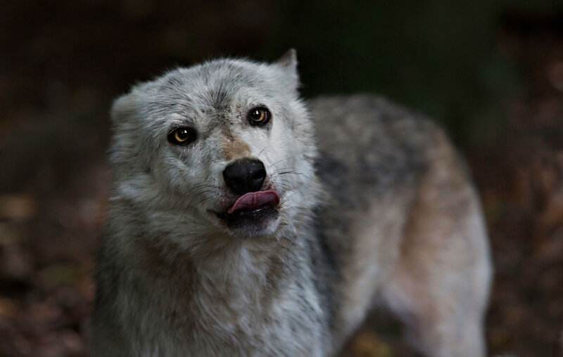 White Wolf Licking Lips