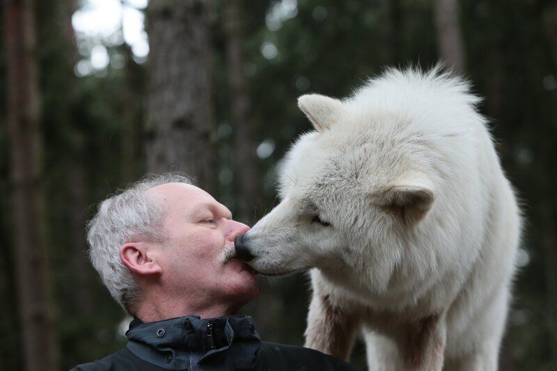 White Wolf Licking Man
