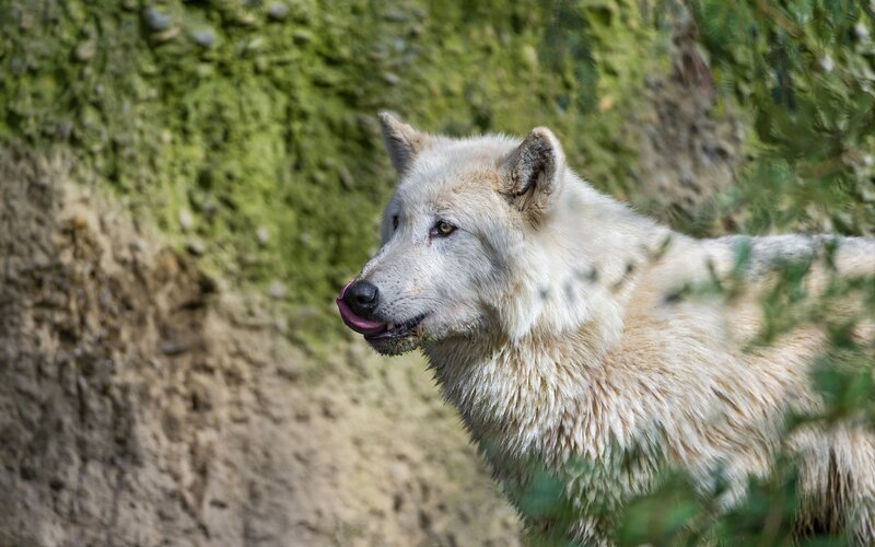 White Wolf Licking Nose — Natural