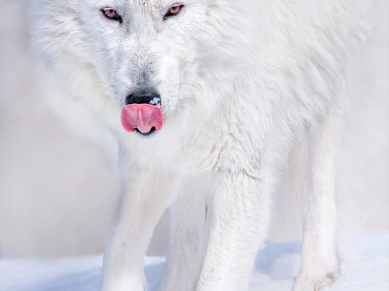 White Wolf Licking Nose