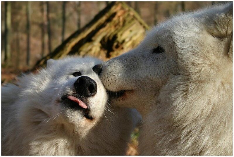 White Wolf Licking Puppy