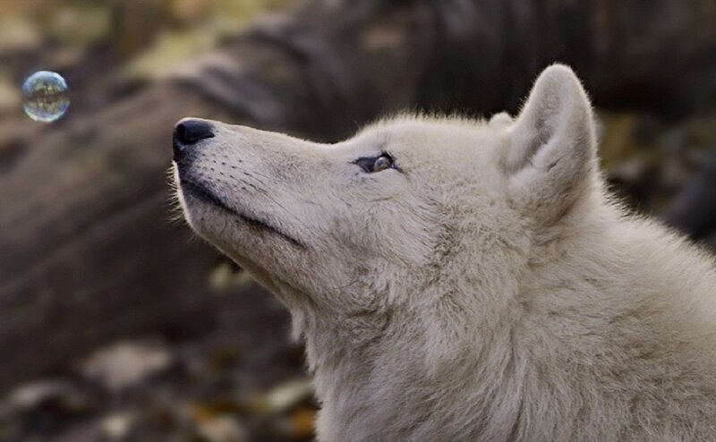 White Wolf Looking Up