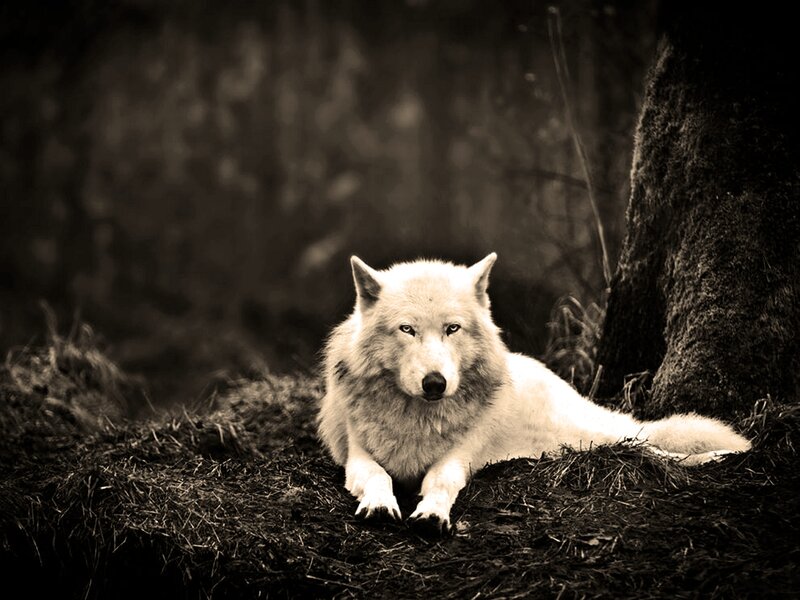 White Wolf Lying Down — Black, Calm