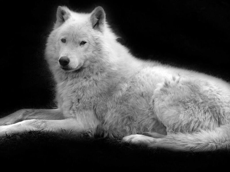 White Wolf Lying Down — Black, Dramatic, Photograph, Dark Background