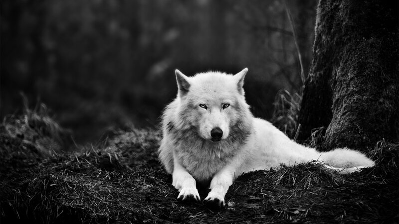 White Wolf Lying Down — Black, Dramatic, Photograph, Tree, Forest Floor