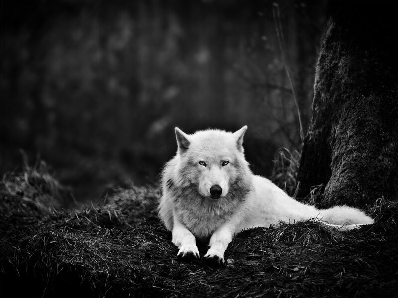 White Wolf Lying Down — Black, Dramatic, Photograph, Tree, Forest, Ground