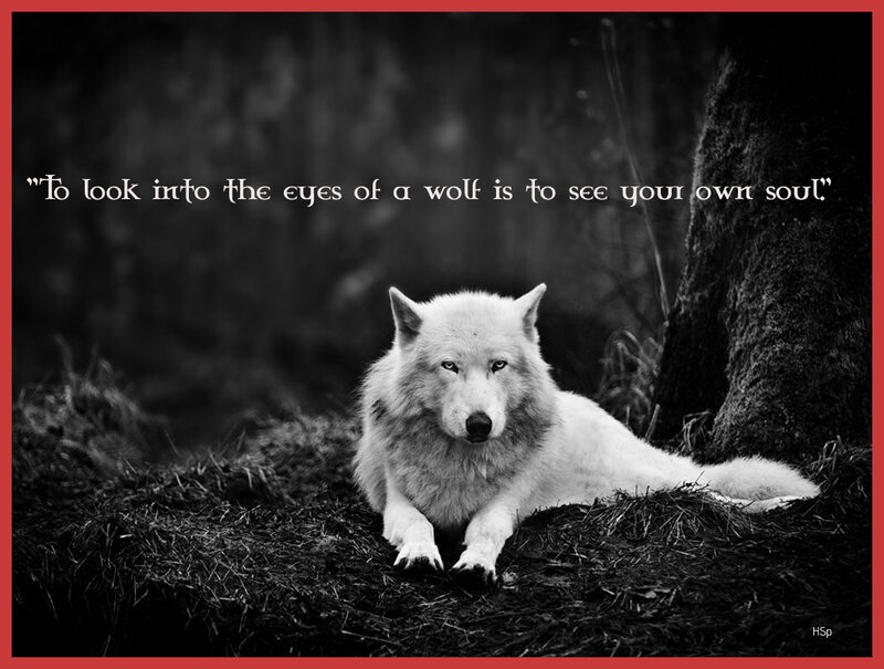 White Wolf Lying Down — Black, Dramatic, Photograph, Tree, Forest